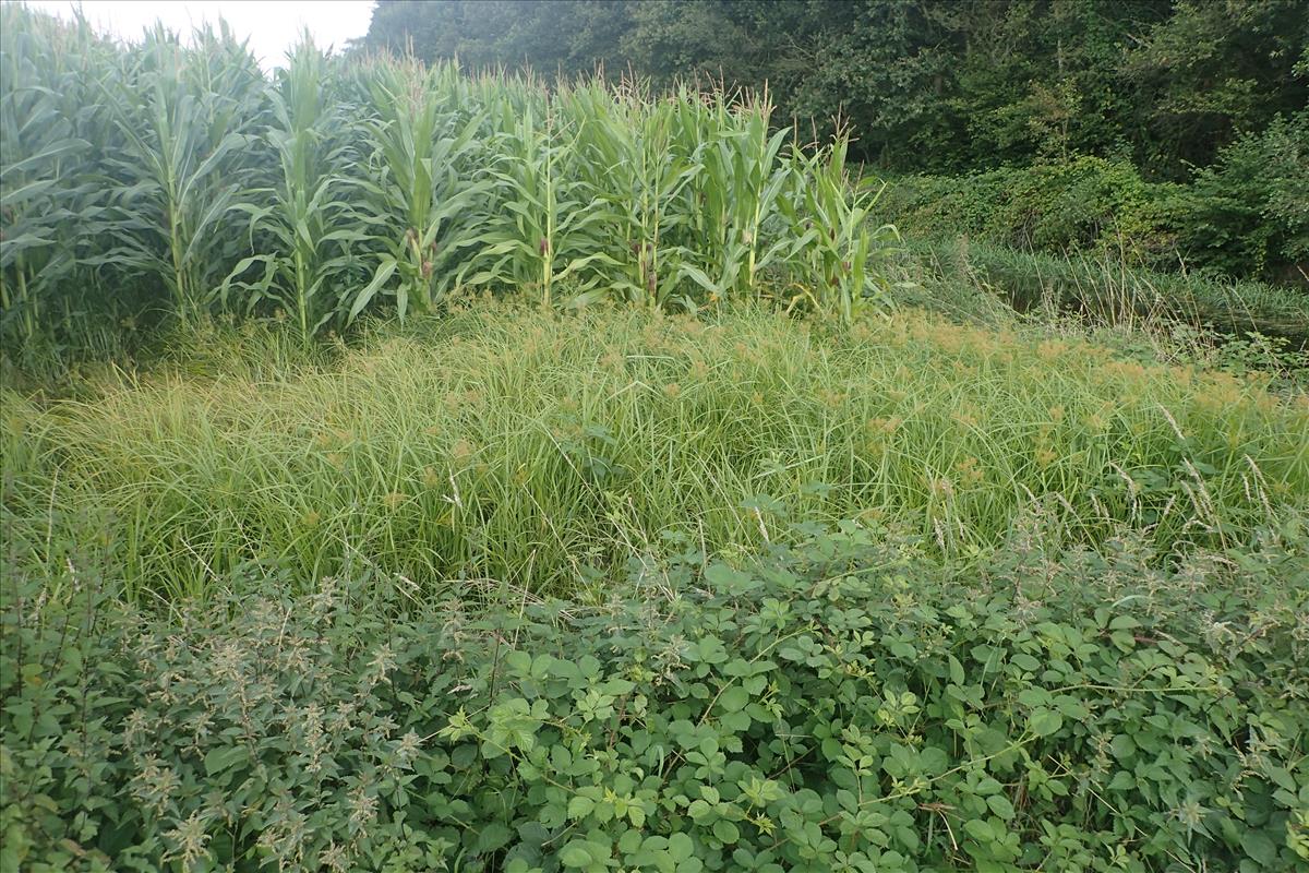 Cyperus esculentus (door Stef van Walsum)