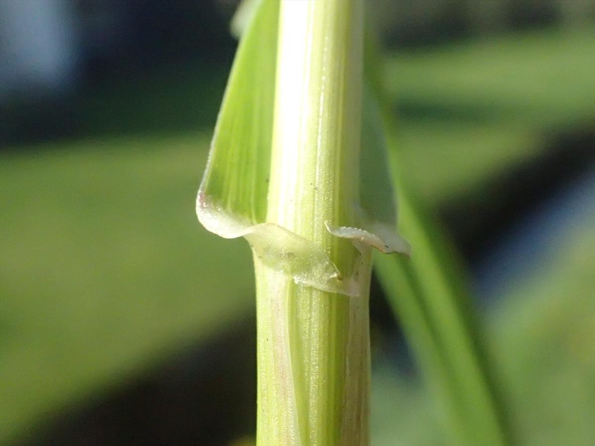 Lolium multiflorum (door Stef van Walsum)