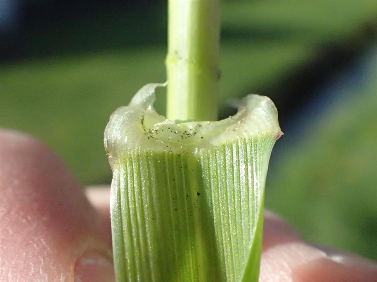 Lolium multiflorum (door Stef van Walsum)