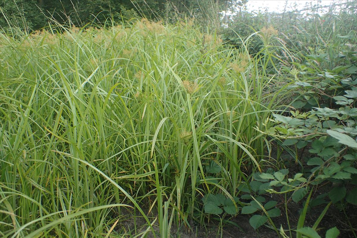 Cyperus esculentus (door Stef van Walsum)