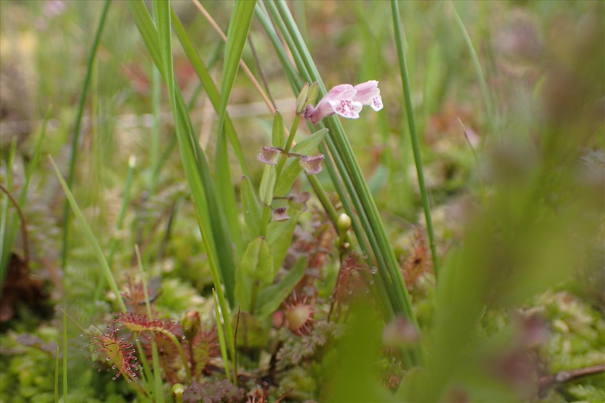 Scutellaria minor (door Stef van Walsum)