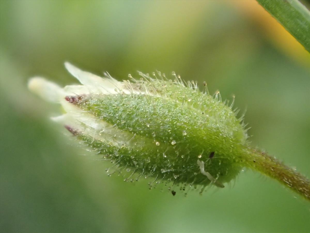 Cerastium glutinosum (door Stef van Walsum)