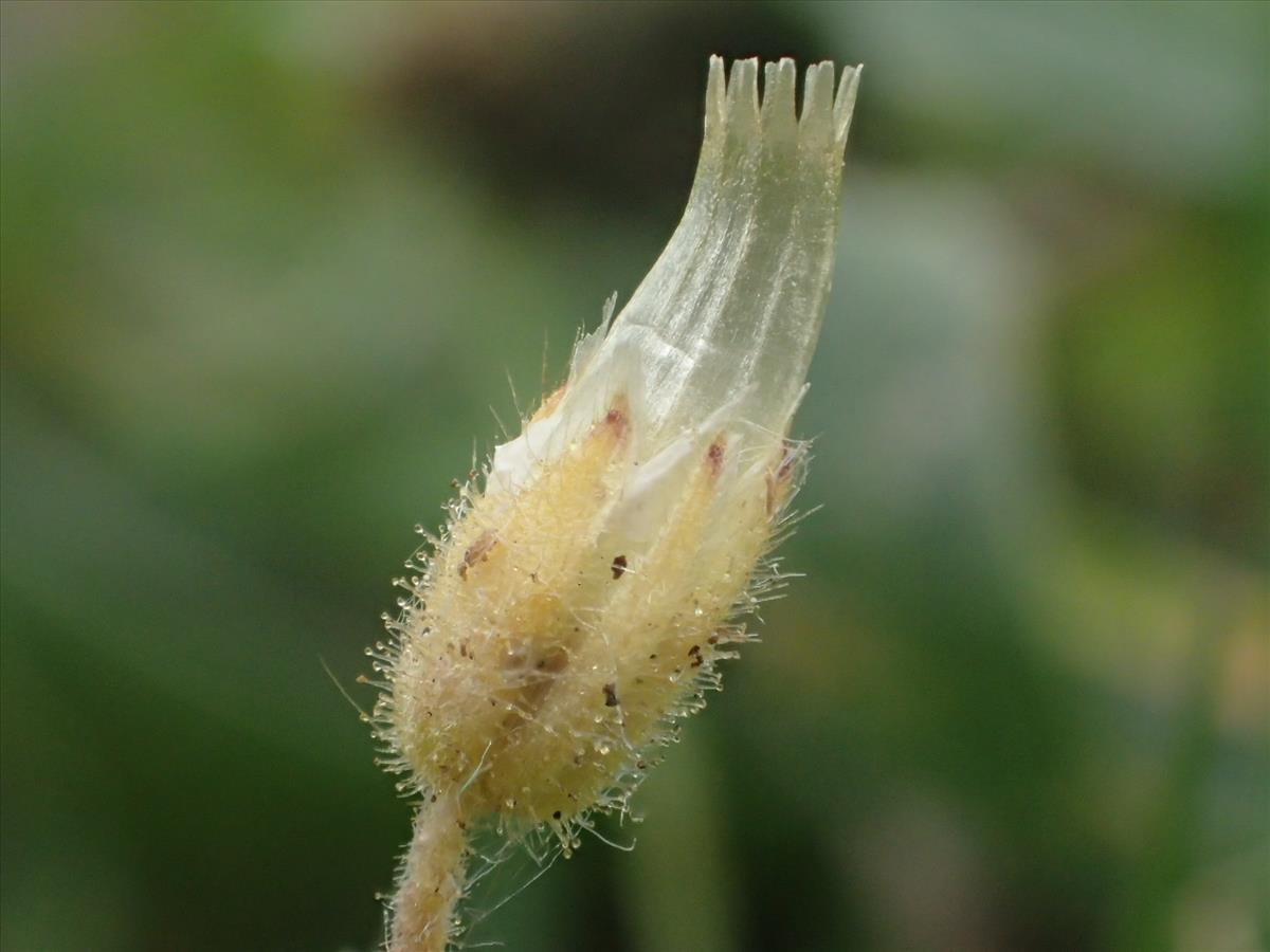 Cerastium glutinosum (door Stef van Walsum)