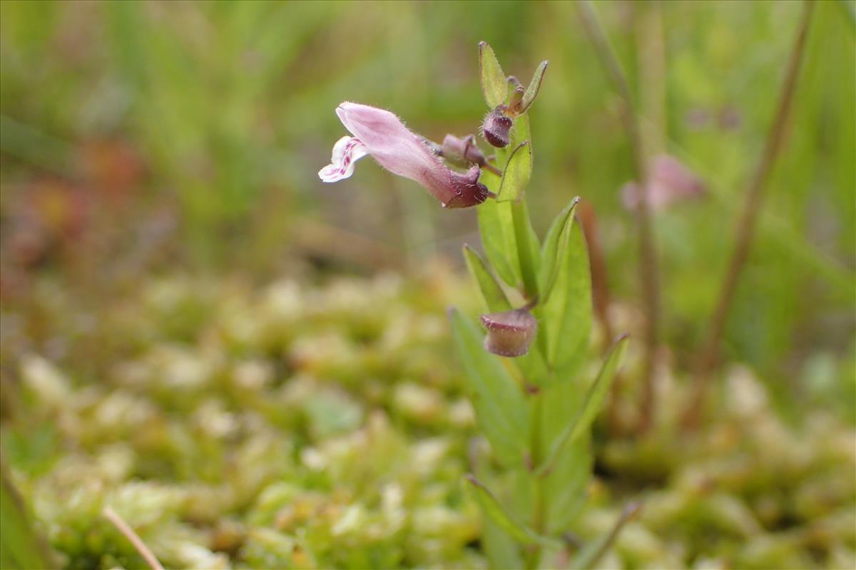 Scutellaria minor (door Stef van Walsum)