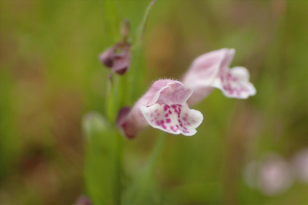 Scutellaria minor (door Stef van Walsum)