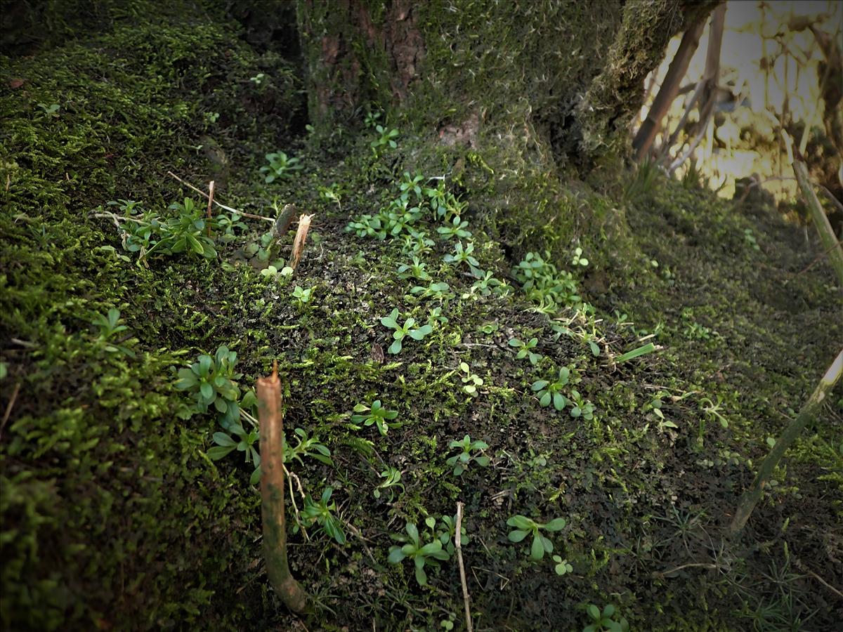 Cerastium fontanum subsp. holosteoides (door Stef van Walsum)