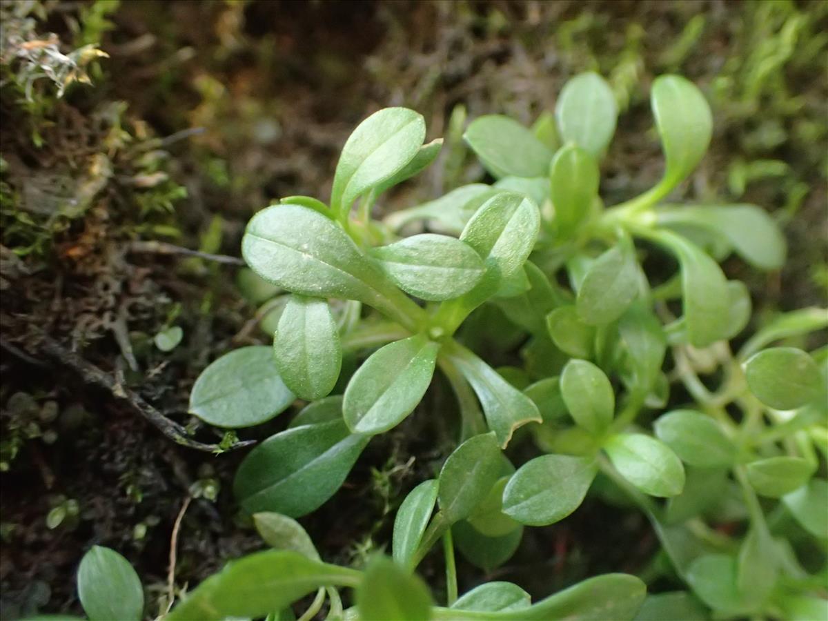 Cerastium fontanum subsp. holosteoides (door Stef van Walsum)