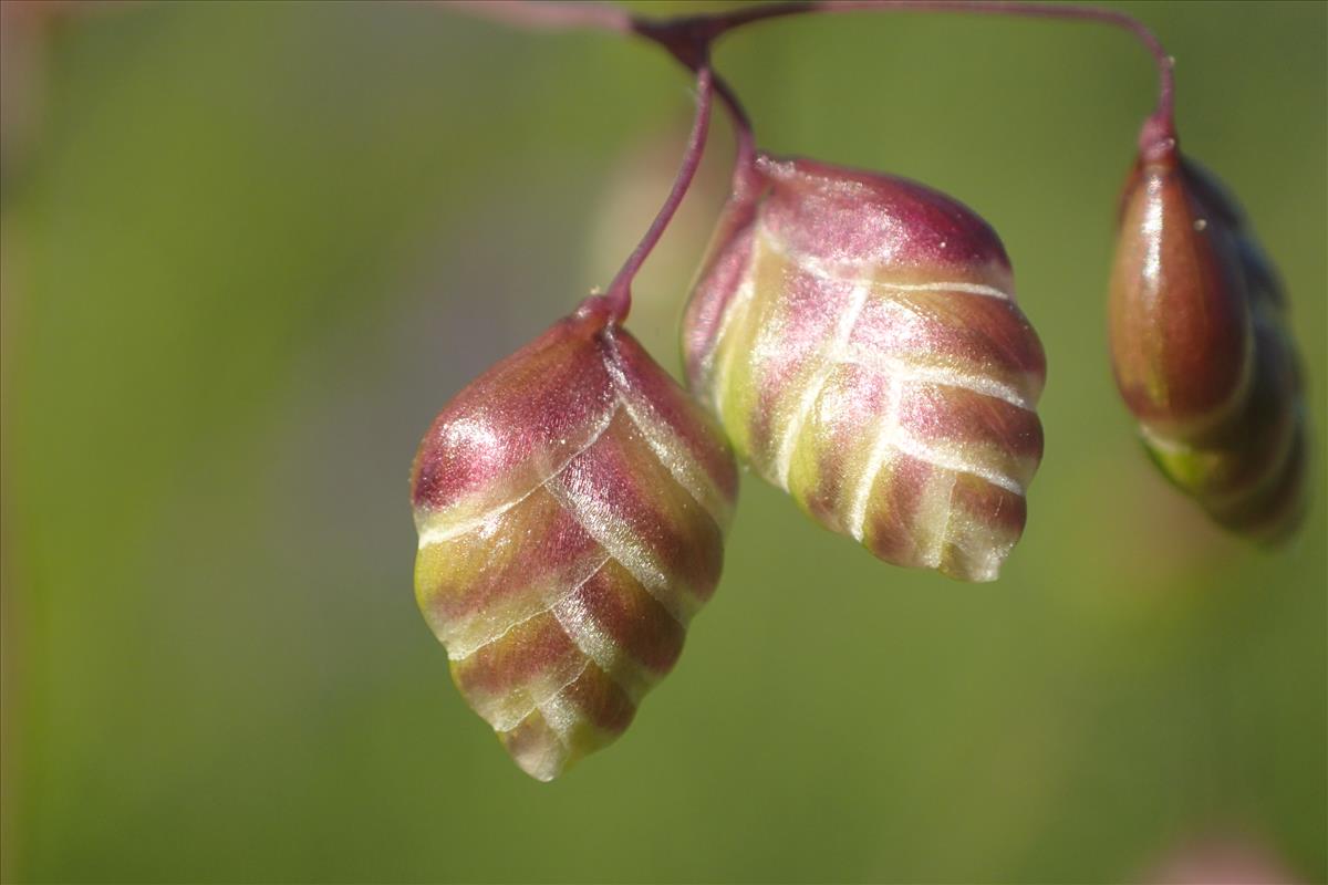 Briza media (door Stef van Walsum)