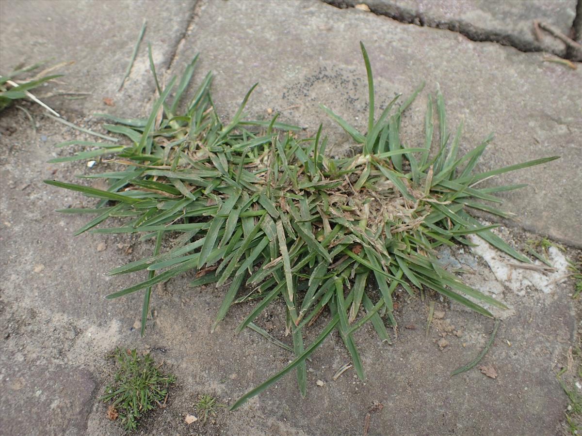 Poa pratensis subsp. irrigata (door Stef van Walsum)