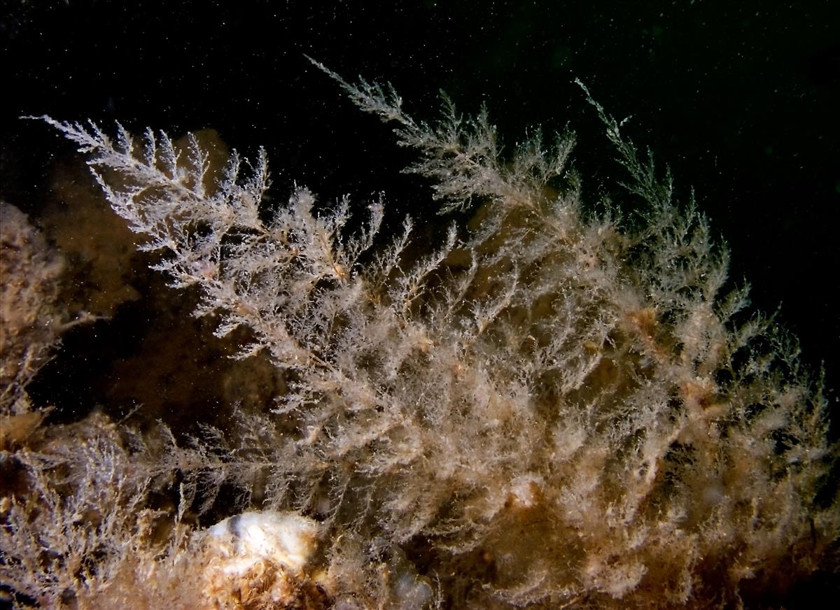 Obelia bidentata (door Marco Faasse)