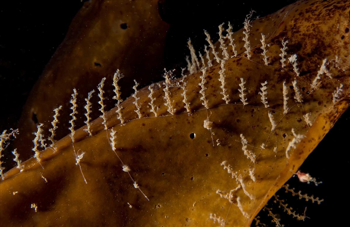 Obelia geniculata (door Marco Faasse)