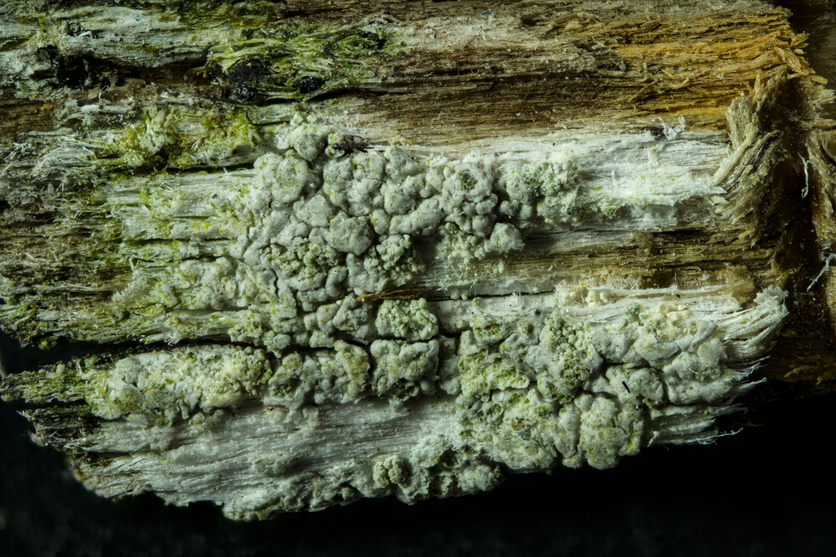 Ochrolechia arborea (door Ron Poot)