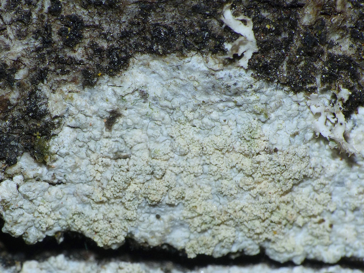 Ochrolechia androgyna (door Henk-Jan van der Kolk)