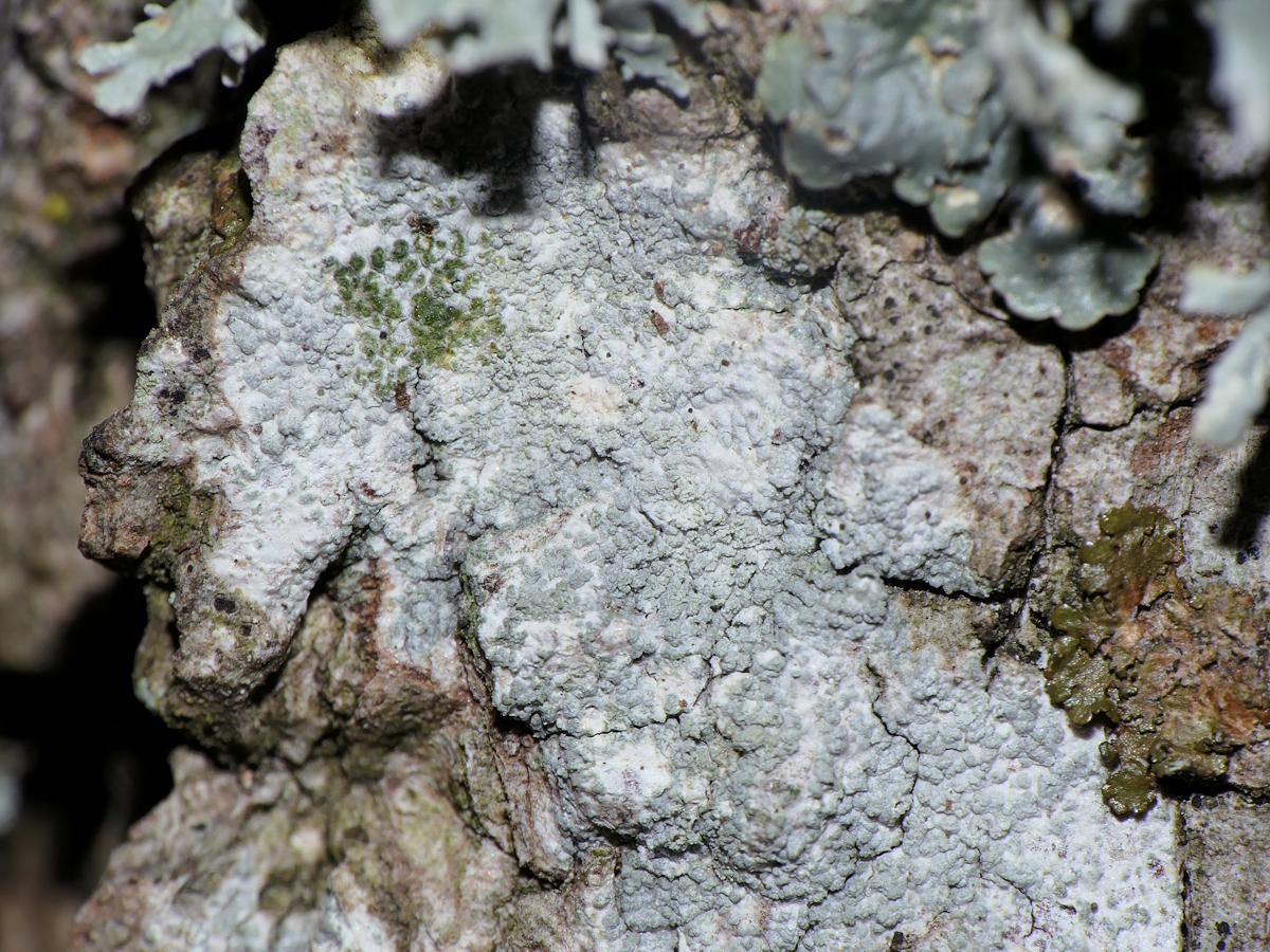 Ochrolechia microstictoides (door Henk-Jan van der Kolk)