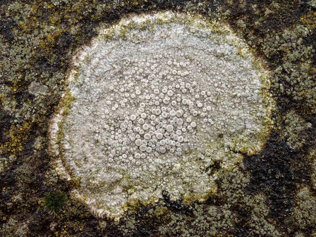 Ochrolechia parella (door Jan Freijer)