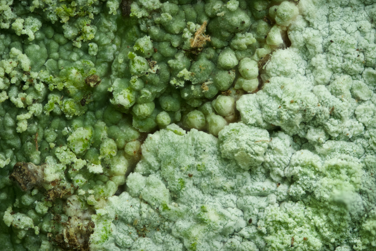 Ochrolechia subviridis (door Ron Poot)