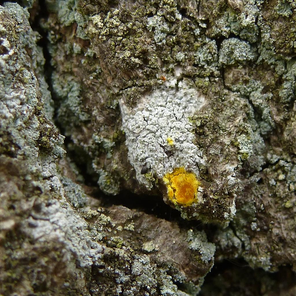 Ochrolechia subviridis (door Klaas van Dort)