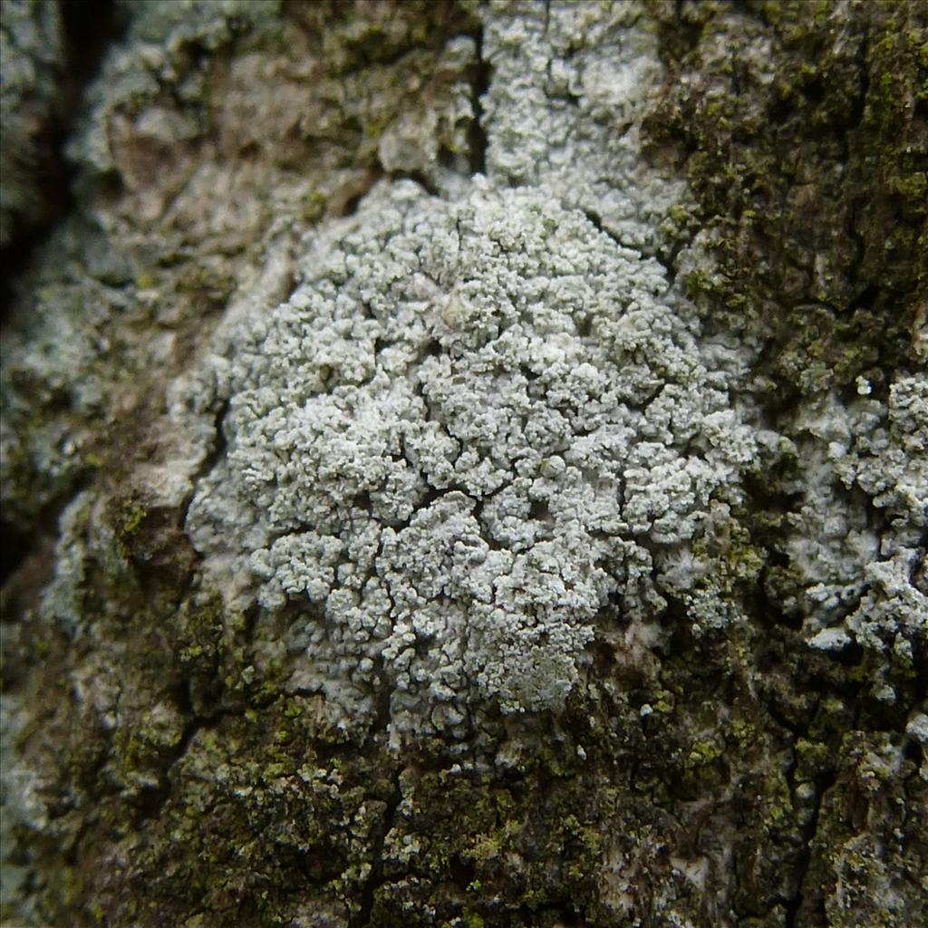 Ochrolechia subviridis (door Klaas van Dort)