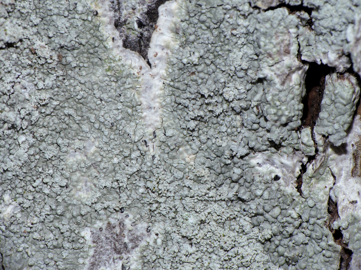 Ochrolechia subviridis (door Henk-Jan van der Kolk)