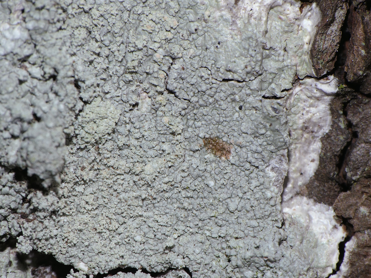 Ochrolechia subviridis (door Henk-Jan van der Kolk)