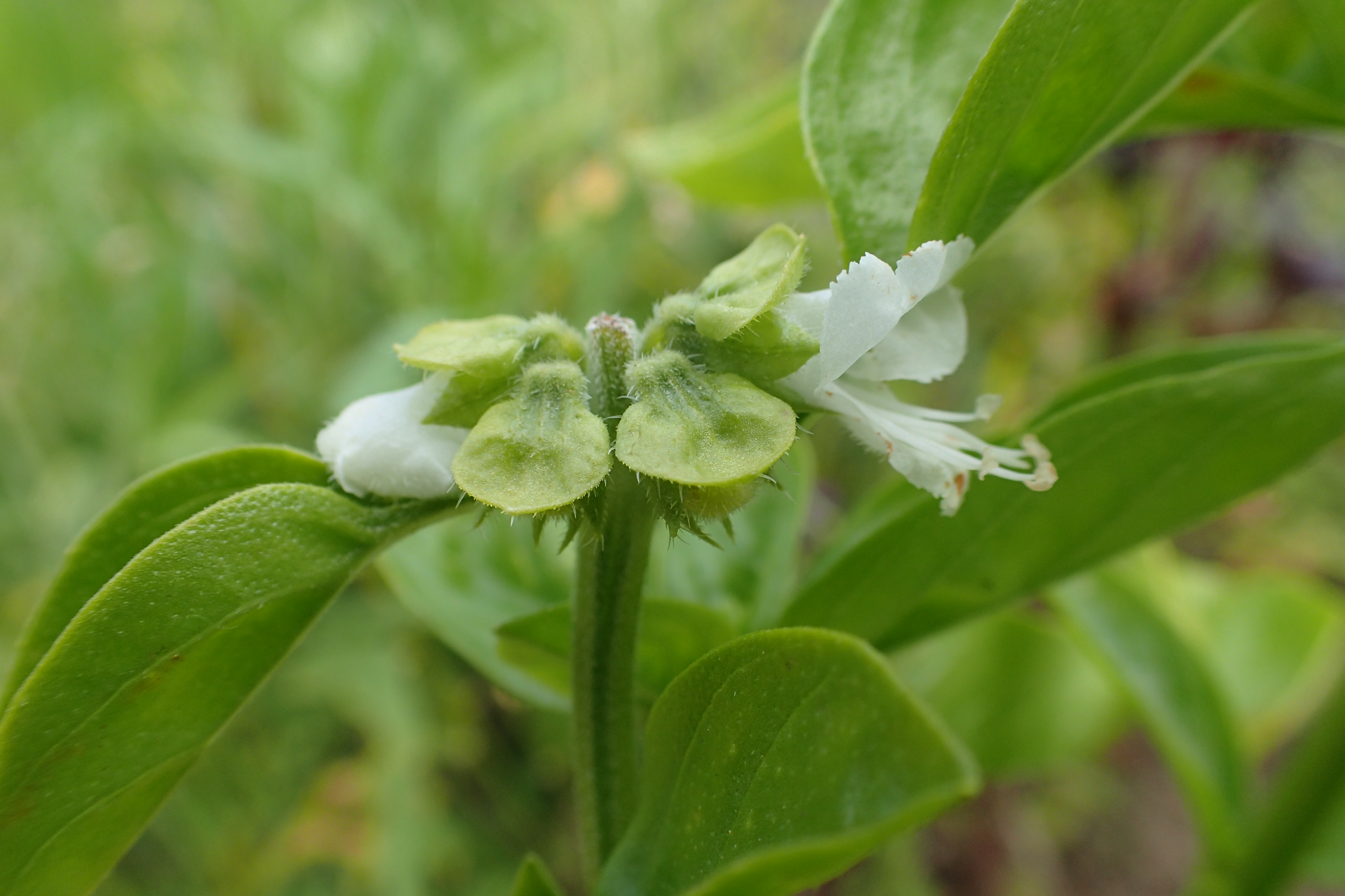 Ocimum basilicum (door Adrie van Heerden)