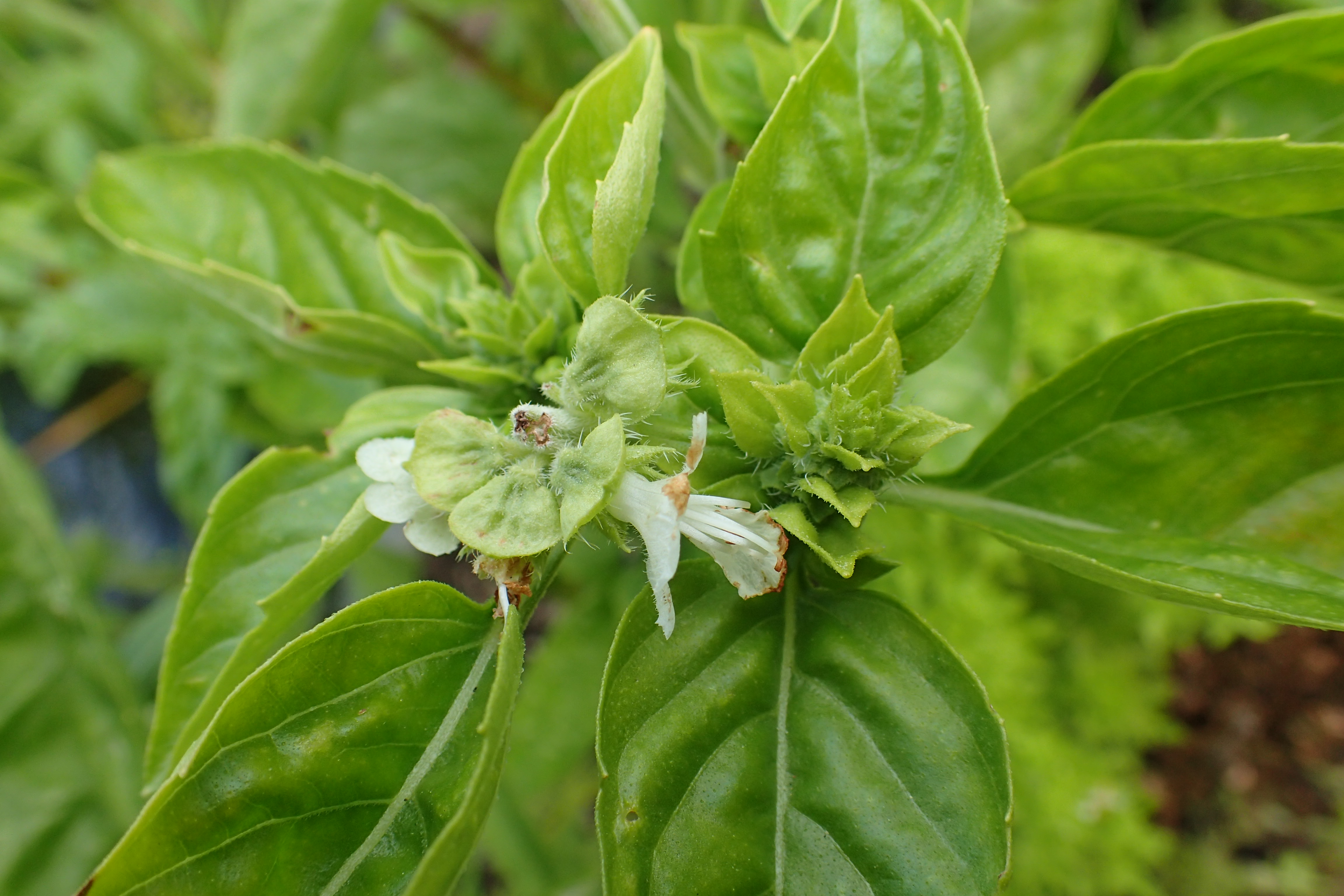 Ocimum basilicum (door Adrie van Heerden)