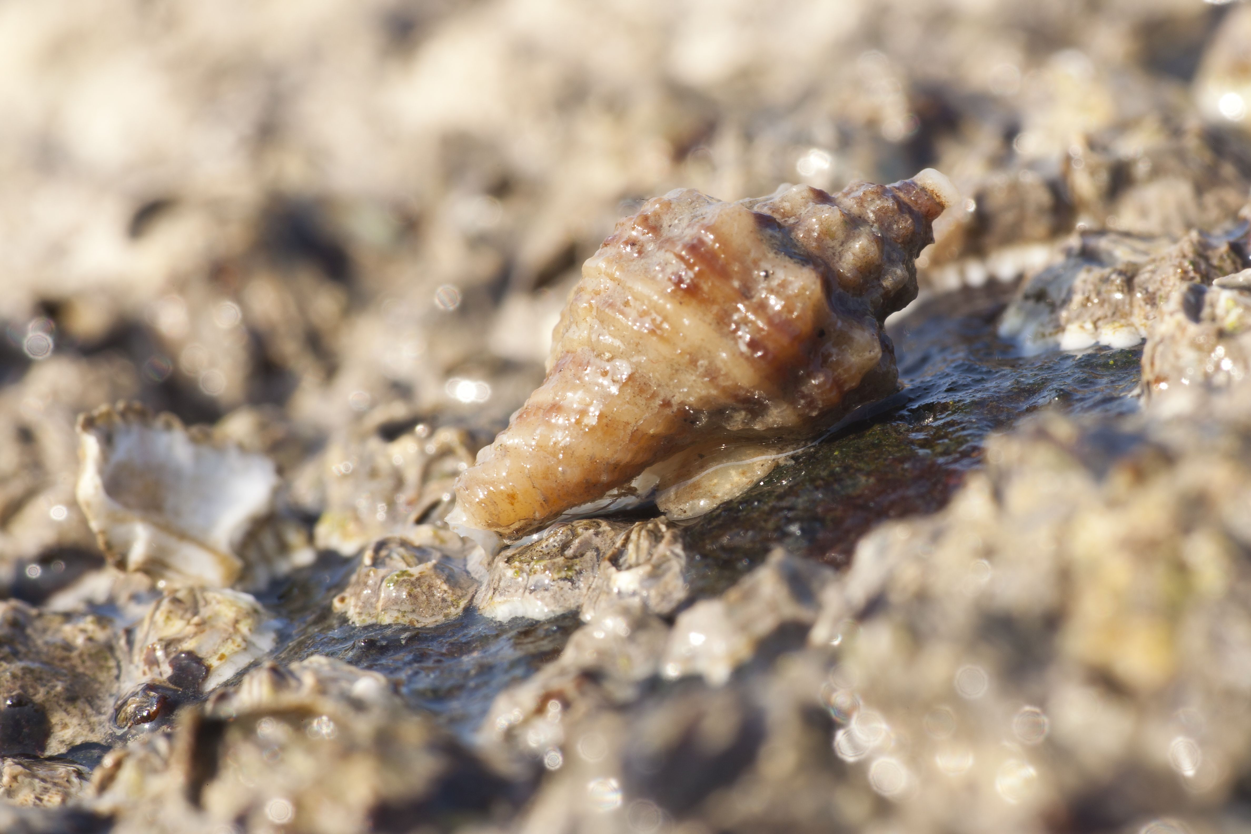 Ocenebra inornata (door Marion Haarsma)