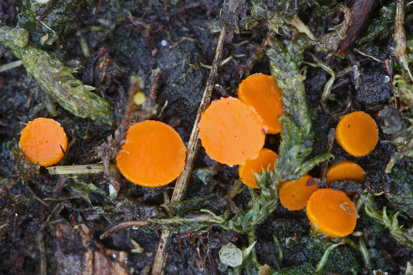 Octospora coccinea var. coccinea (door Menno Boomsluiter)