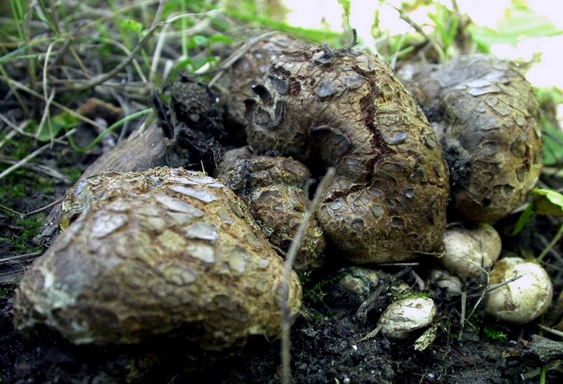 Octaviania asterosperma (door Emma van den Dool)