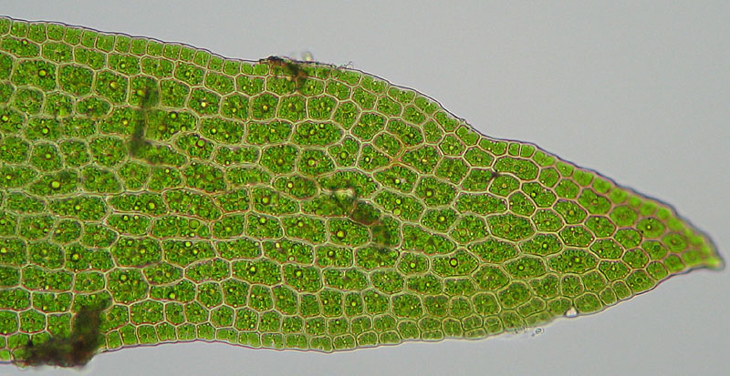 Octodiceras fontanum (door Norbert Stapper)