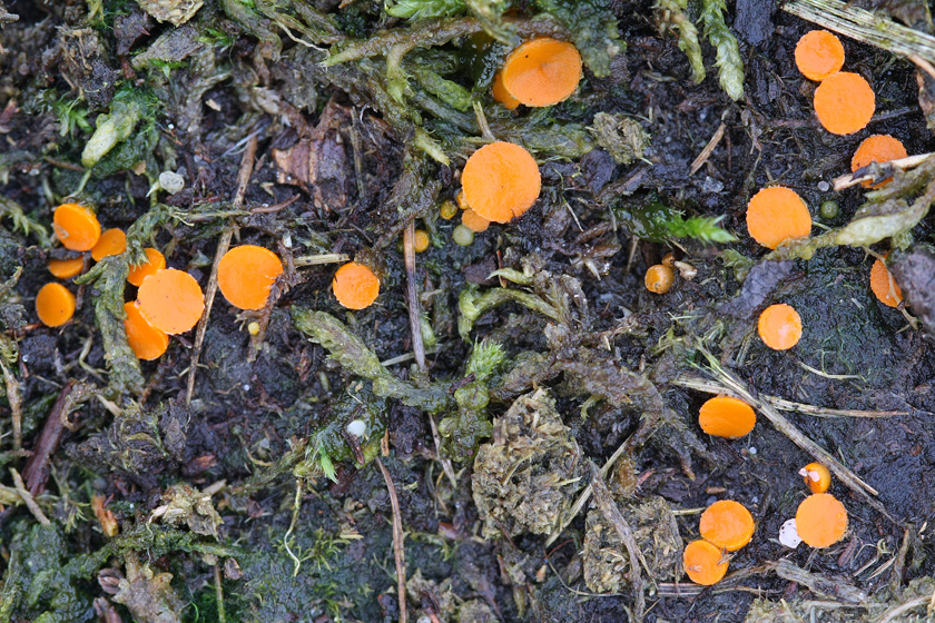 Octospora coccinea var. coccinea (door Menno Boomsluiter)