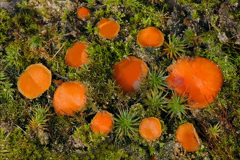 Octospora humosa (door Henk Huijser)