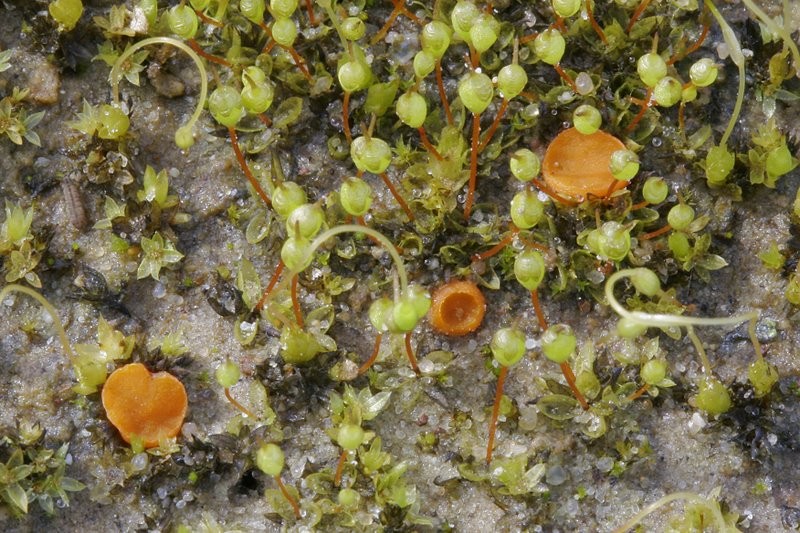 Octospora roxheimii (door Gerben Winkel)