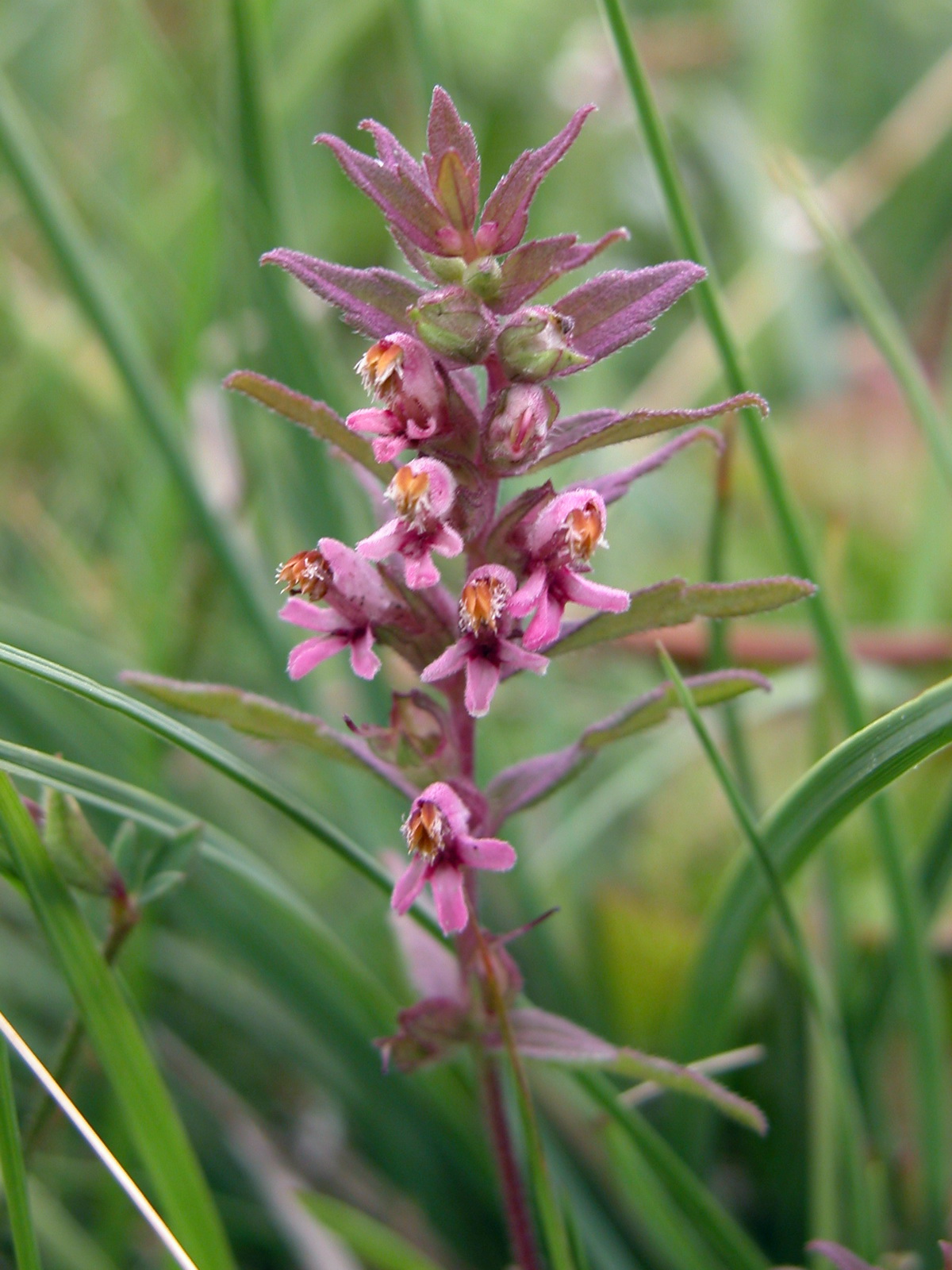 Odontites vernus subsp. serotinus (door Hans Toetenel)