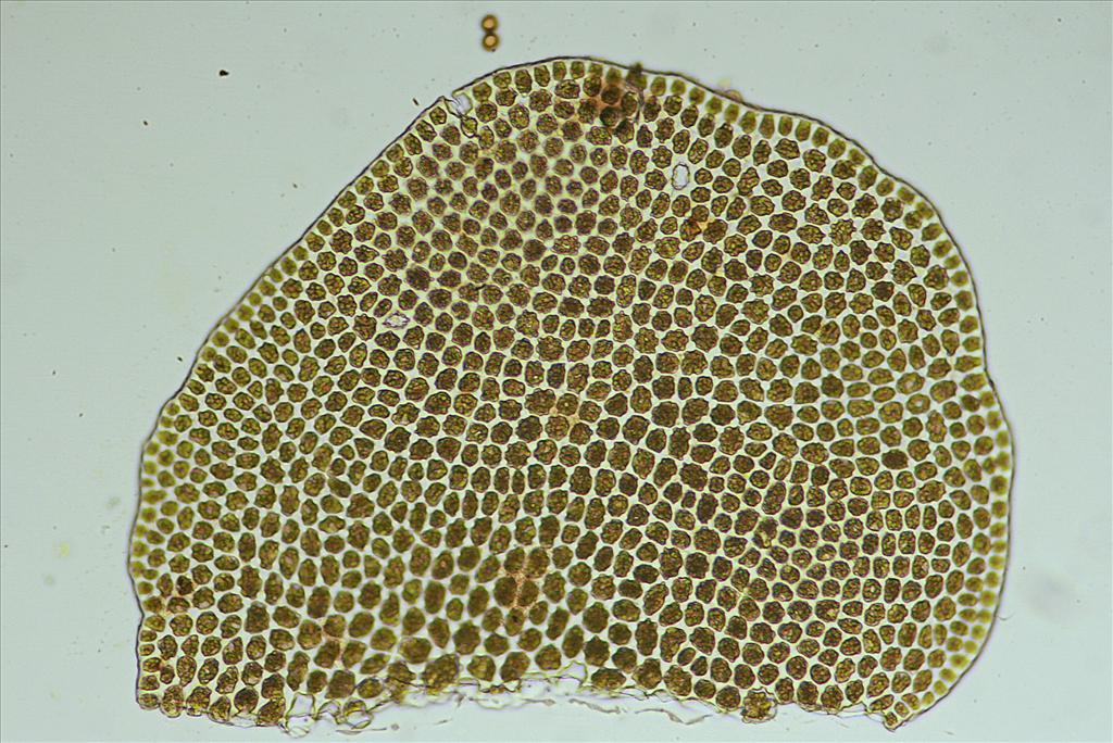 Odontoschisma denudatum (door Jan Kersten)