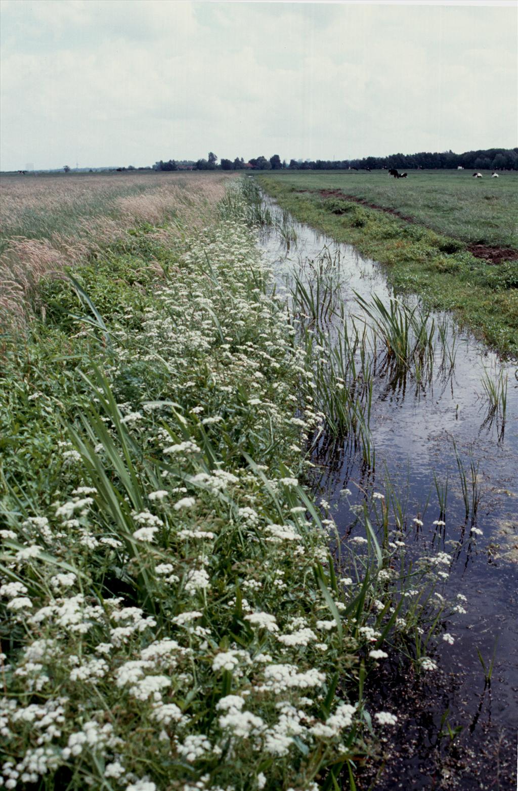 Oenanthe aquatica (door Adrie van Heerden)