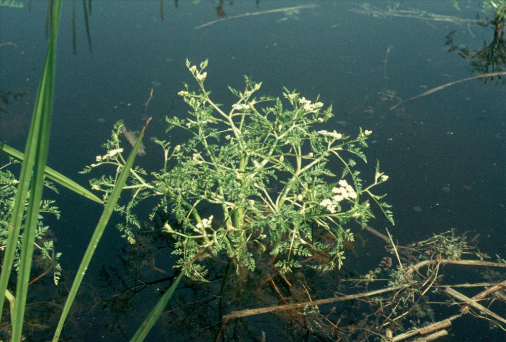 Oenanthe aquatica (door Adrie van Heerden)