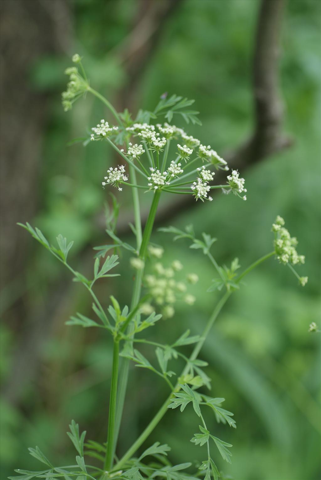 Oenanthe crocata (door Adrie van Heerden)