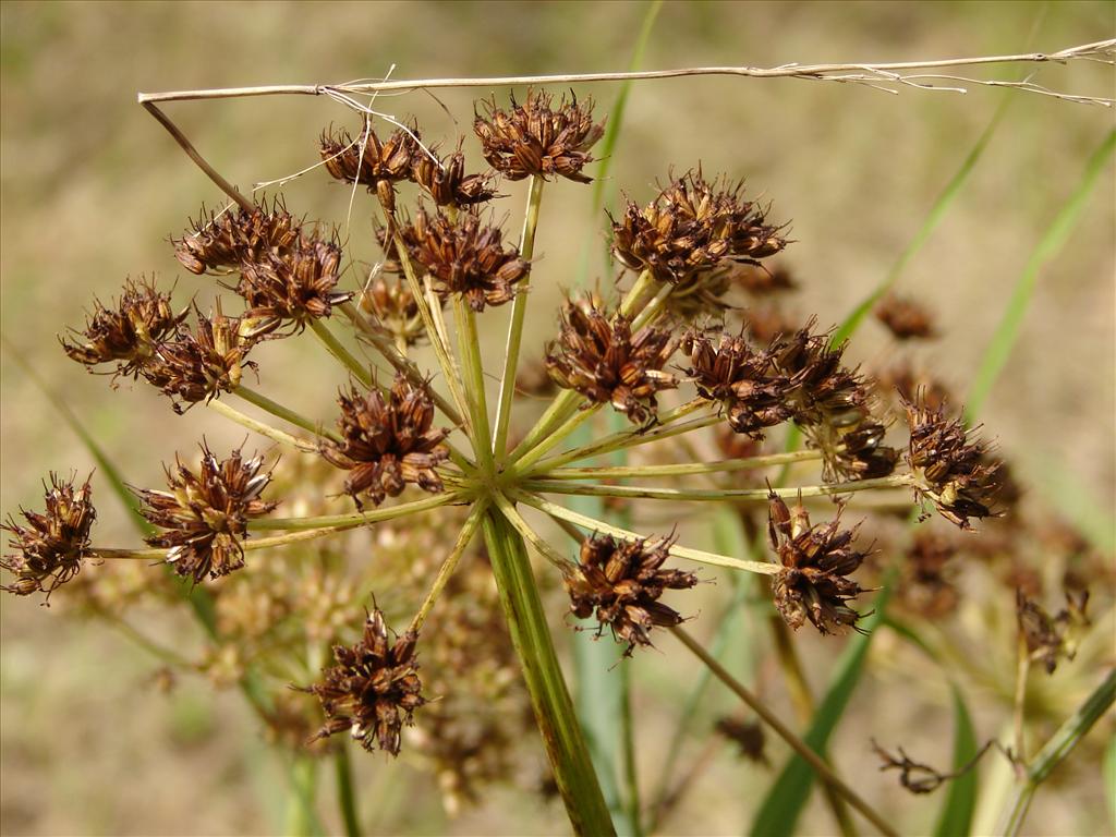 Oenanthe crocata (door Adrie van Heerden)