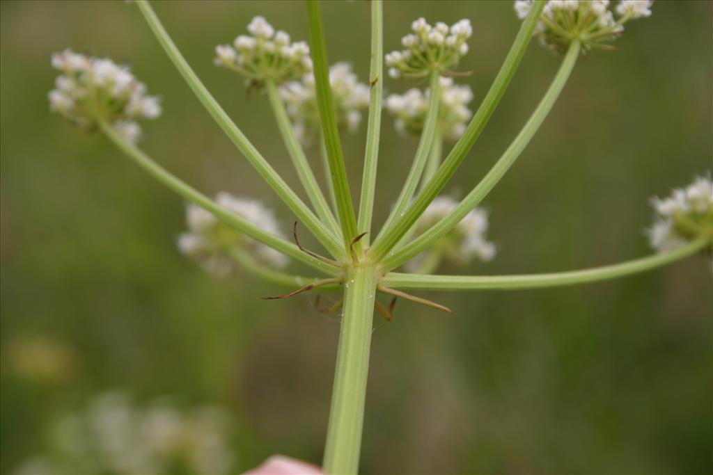 Oenanthe crocata (door Niels Jeurink)