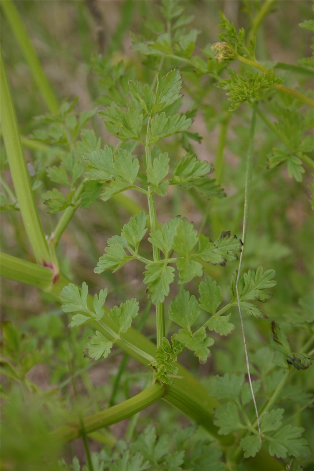 Oenanthe crocata (door Niels Jeurink)