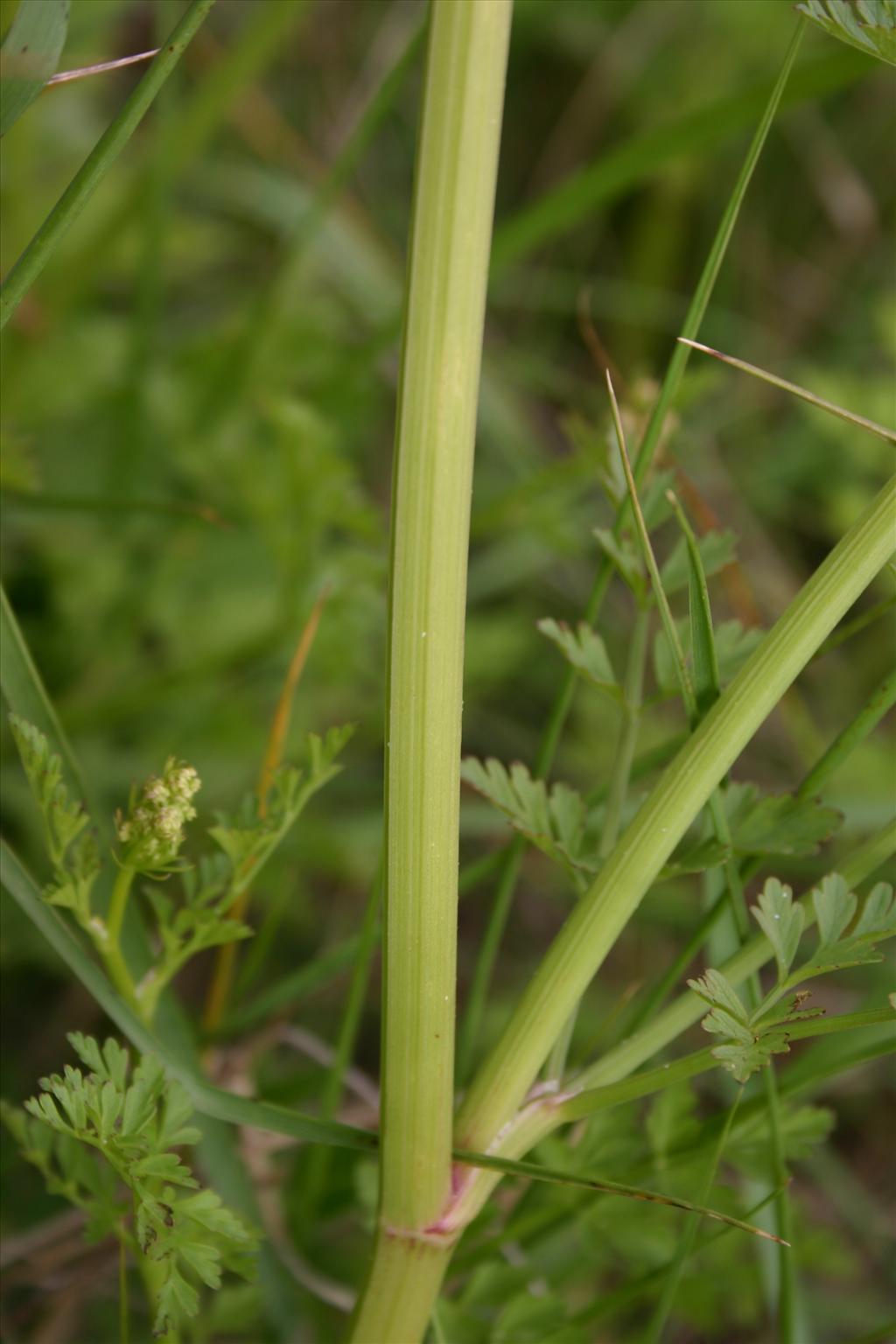 Oenanthe crocata (door Niels Jeurink)