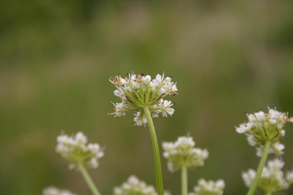 Oenanthe crocata (door Niels Jeurink)