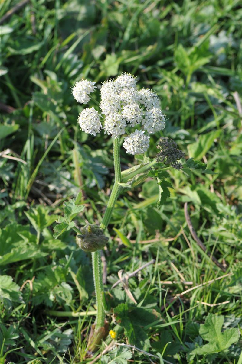 Heracleum sphondylium subsp. sphondylium (door Hans Toetenel)