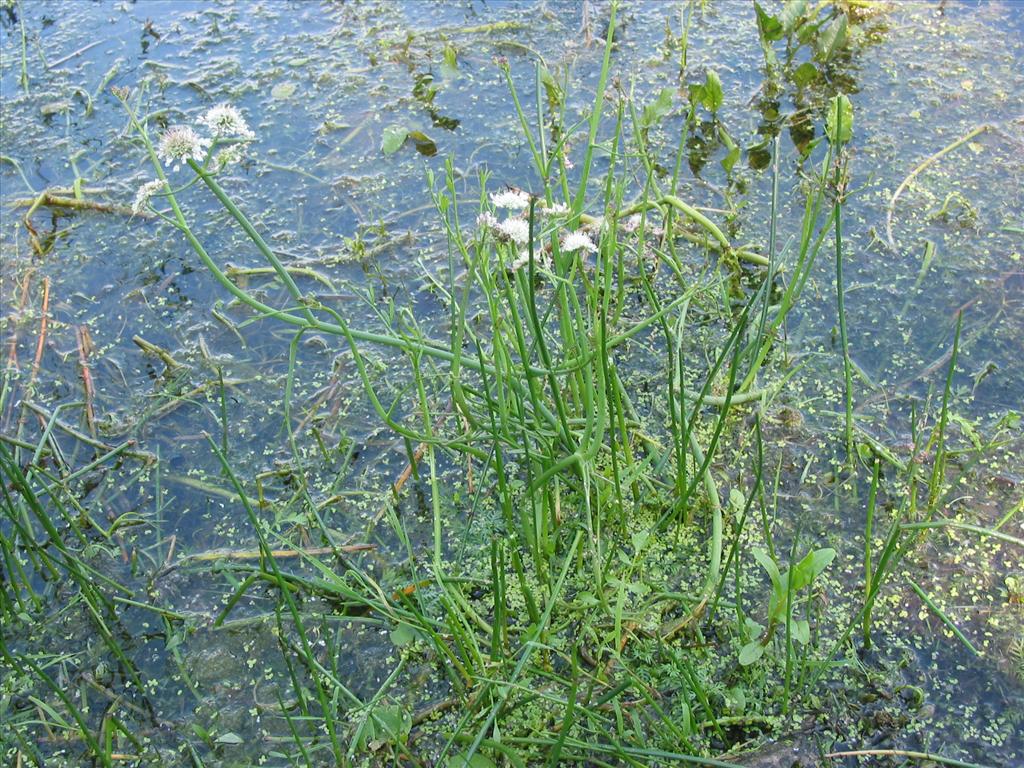 Oenanthe fistulosa (door Gertjan van Mill)