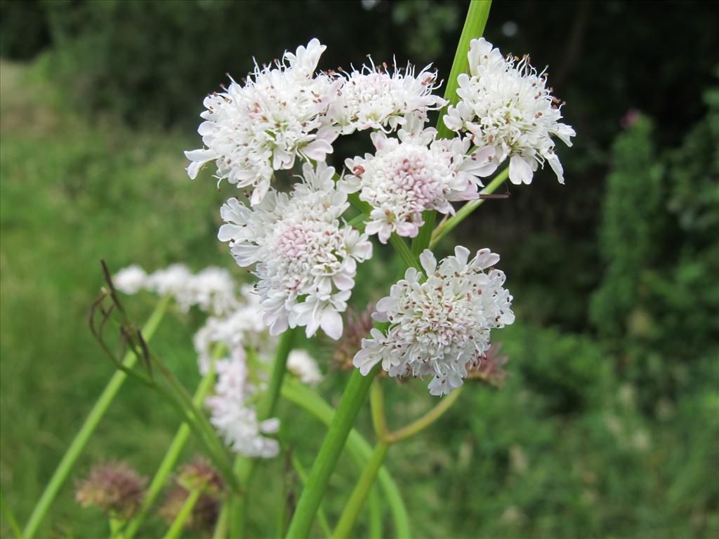 Oenanthe fistulosa (door Gertjan van Mill)