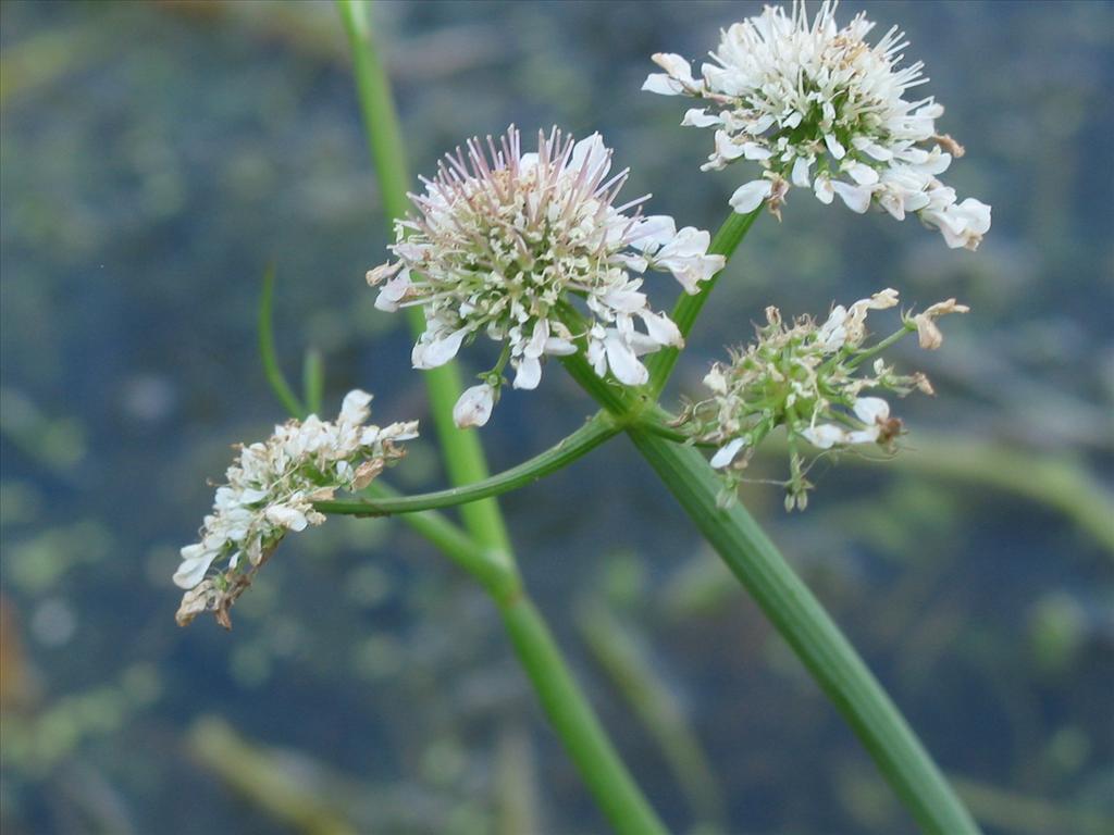 Oenanthe fistulosa (door Gertjan van Mill)