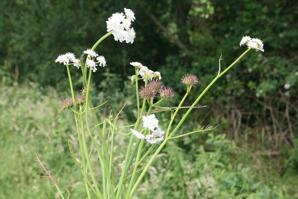 Oenanthe fistulosa (door Gertjan van Mill)