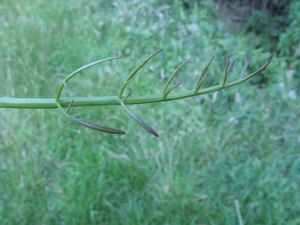 Oenanthe fistulosa (door Gertjan van Mill)