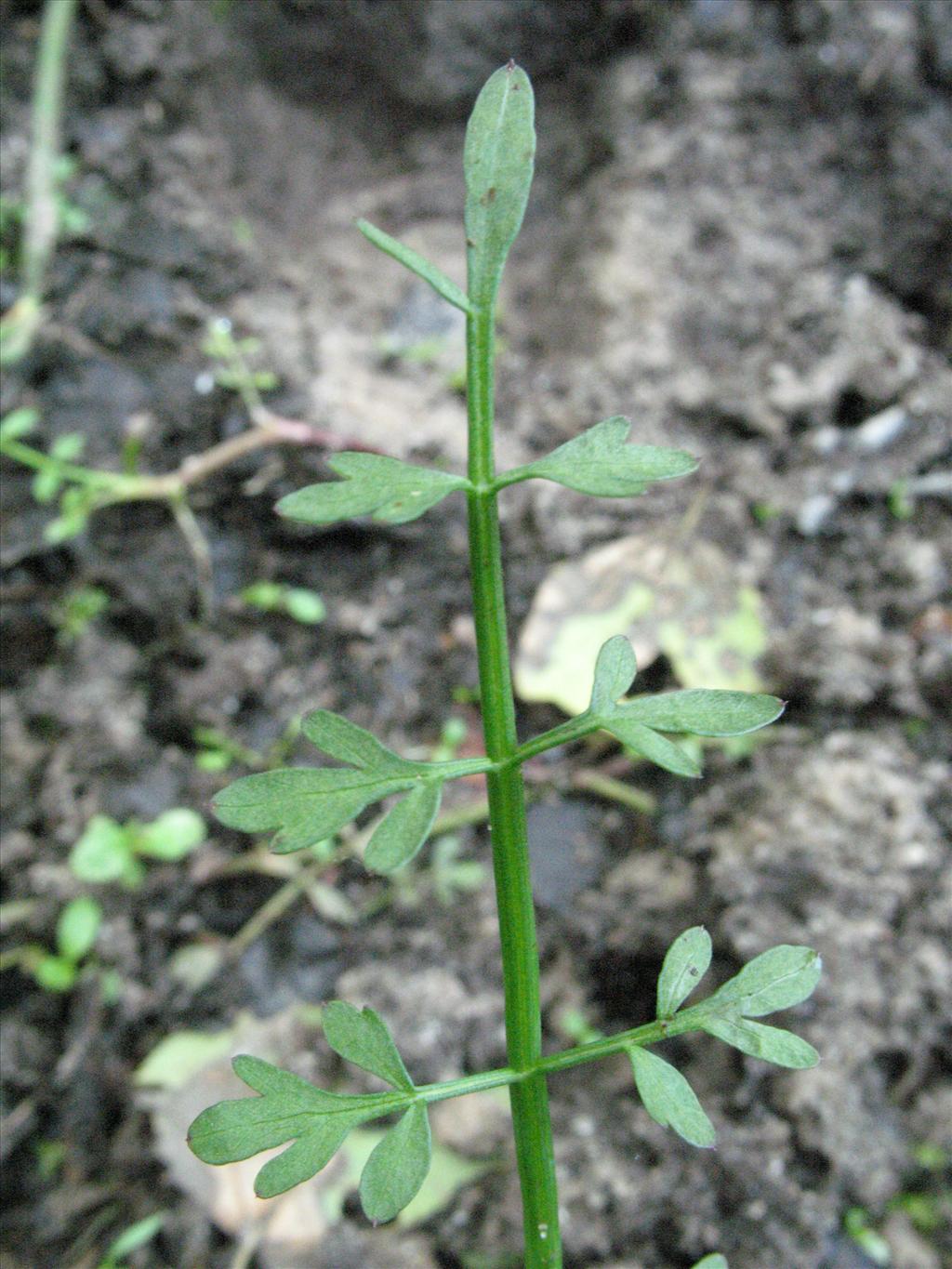 Oenanthe fistulosa (door Gertjan van Mill)